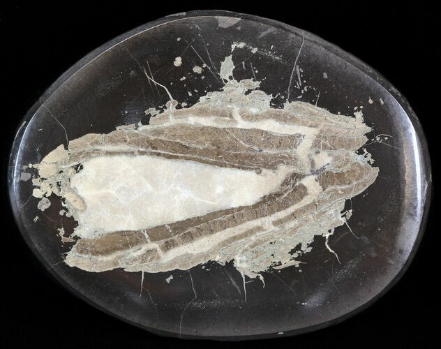 Polished Fish Coprolite (Fossil Poo) - Scotland #44675